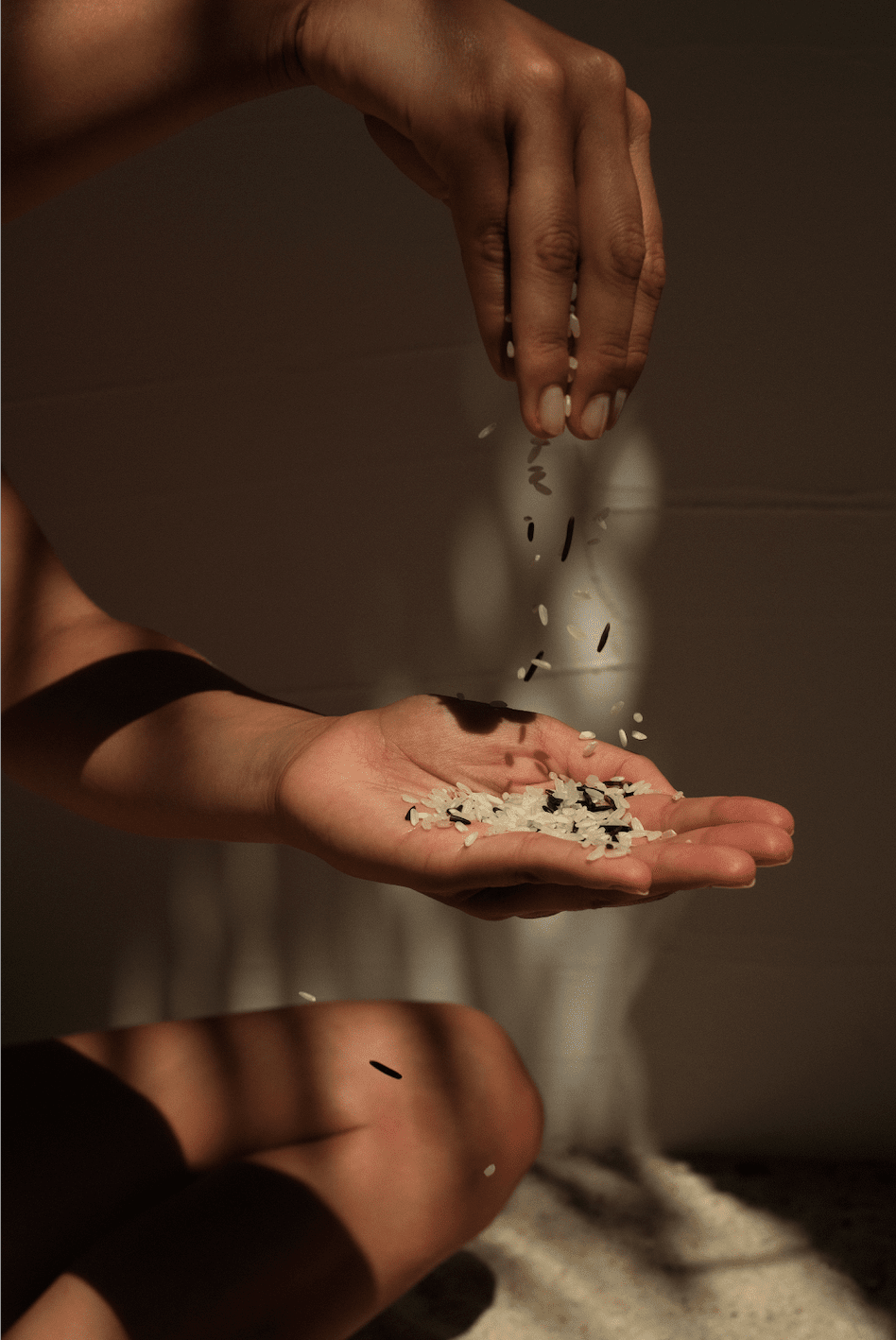 Établissement de l’infection des feuilles de la plante de riz par  inoculation fongique par blessure, image size:948x1418