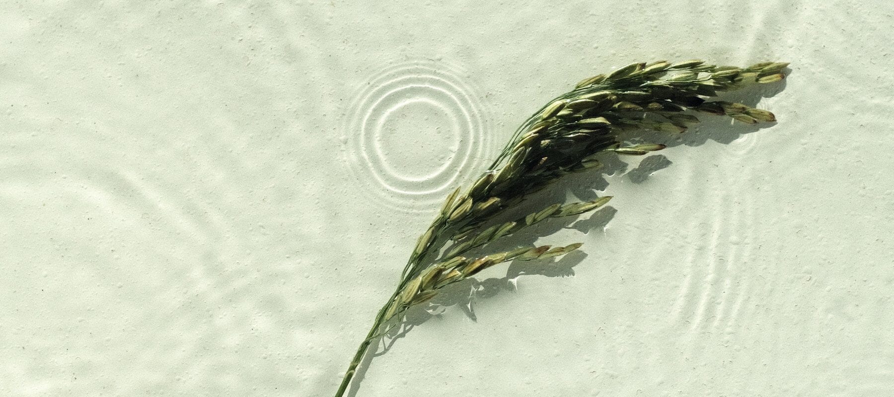 Nettoyant et Lotion Visage naturels